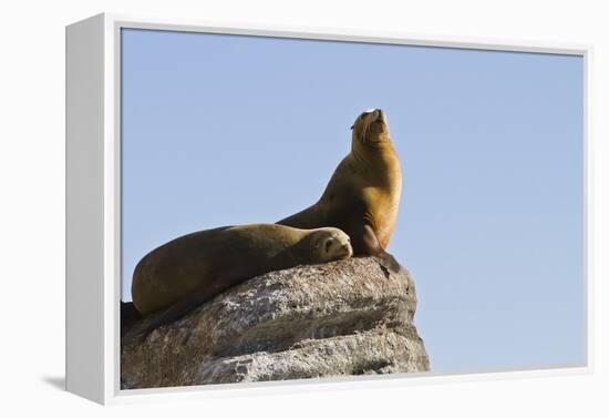 California Sea Lion (Zalophus Californianus), Los Islotes, Baja California Sur, Mexico-Michael Nolan-Framed Premier Image Canvas