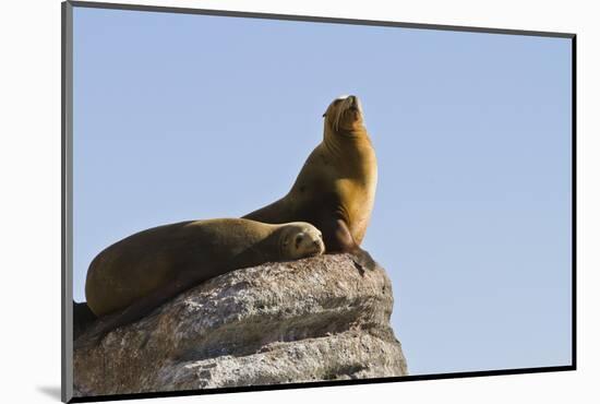 California Sea Lion (Zalophus Californianus), Los Islotes, Baja California Sur, Mexico-Michael Nolan-Mounted Photographic Print