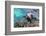 California sea lion (Zalophus californianus), underwater at Los Islotes, Baja California Sur-Michael Nolan-Framed Photographic Print