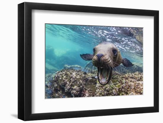 California sea lion (Zalophus californianus), underwater at Los Islotes, Baja California Sur-Michael Nolan-Framed Photographic Print