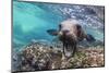 California sea lion (Zalophus californianus), underwater at Los Islotes, Baja California Sur-Michael Nolan-Mounted Photographic Print