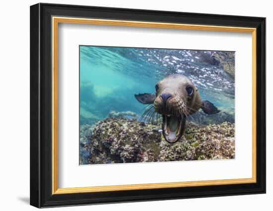 California sea lion (Zalophus californianus), underwater at Los Islotes, Baja California Sur-Michael Nolan-Framed Photographic Print