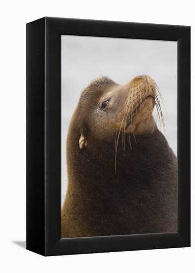 California Sea Lion-Ken Archer-Framed Premier Image Canvas