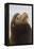 California Sea Lion-Ken Archer-Framed Premier Image Canvas