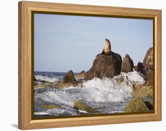 California Sea Lion-DLILLC-Framed Premier Image Canvas