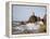 California Sea Lion-DLILLC-Framed Premier Image Canvas