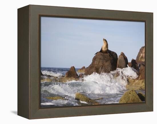 California Sea Lion-DLILLC-Framed Premier Image Canvas