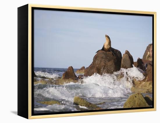 California Sea Lion-DLILLC-Framed Premier Image Canvas