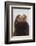 California Sea Lion-Ken Archer-Framed Photographic Print