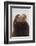 California Sea Lion-Ken Archer-Framed Photographic Print