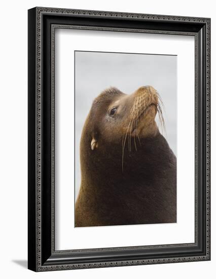 California Sea Lion-Ken Archer-Framed Photographic Print