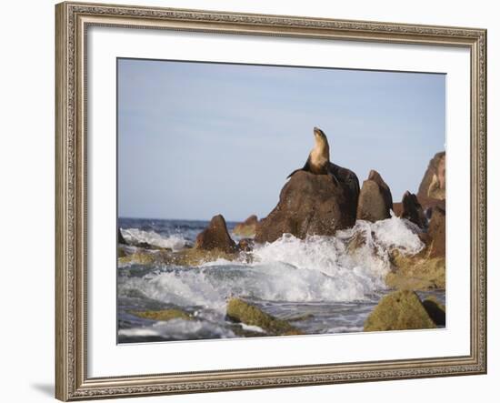 California Sea Lion-DLILLC-Framed Photographic Print