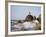 California Sea Lion-DLILLC-Framed Photographic Print