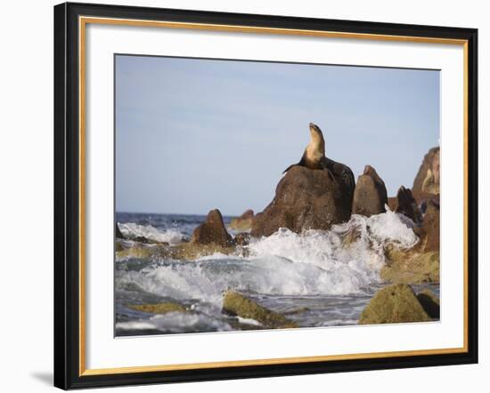 California Sea Lion-DLILLC-Framed Photographic Print