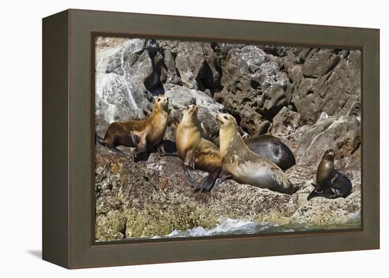 California Sea Lions, Los Islotes, Baja California Sur, Gulf of California, Mexico-Michael Nolan-Framed Premier Image Canvas