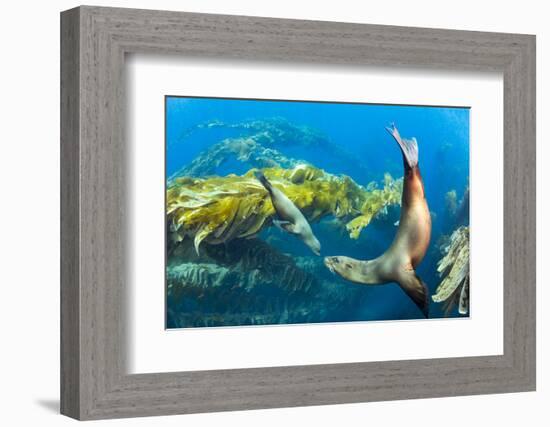 California sea lions playing in a kelp forest off Santa Barbara Island, California, USA-David Fleetham-Framed Photographic Print