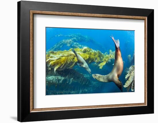 California sea lions playing in a kelp forest off Santa Barbara Island, California, USA-David Fleetham-Framed Photographic Print