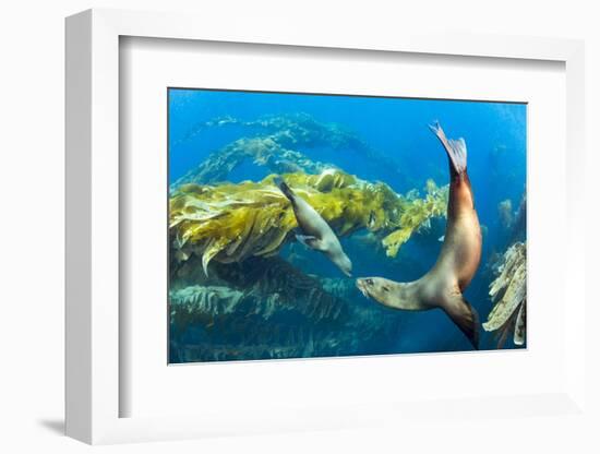 California sea lions playing in a kelp forest off Santa Barbara Island, California, USA-David Fleetham-Framed Photographic Print