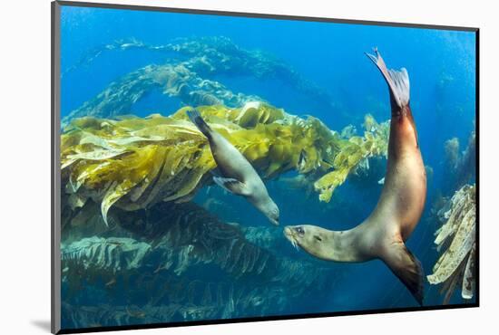 California sea lions playing in a kelp forest off Santa Barbara Island, California, USA-David Fleetham-Mounted Photographic Print