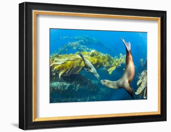 California sea lions playing in a kelp forest off Santa Barbara Island, California, USA-David Fleetham-Framed Photographic Print