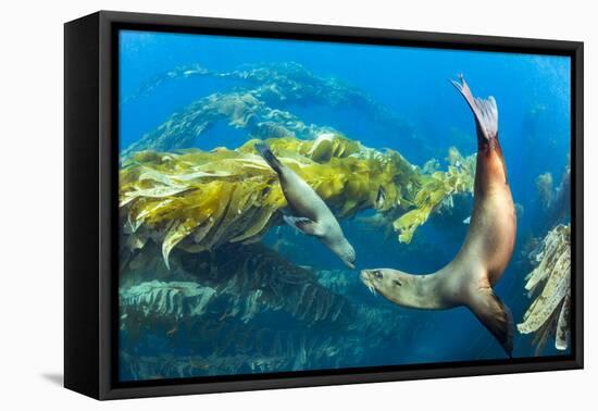 California sea lions playing in a kelp forest off Santa Barbara Island, California, USA-David Fleetham-Framed Premier Image Canvas