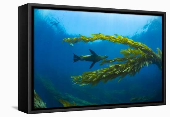 California sea lions playing in a kelp forest off Santa Barbara Island, California, USA-David Fleetham-Framed Premier Image Canvas