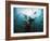 California Sea Lions  Swimming Underwater Off Anacapa Island.-Ian Shive-Framed Photographic Print