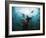 California Sea Lions  Swimming Underwater Off Anacapa Island.-Ian Shive-Framed Photographic Print