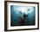 California Sea Lions  Swimming Underwater Off Anacapa Island.-Ian Shive-Framed Photographic Print