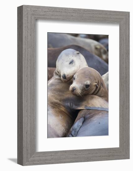 California sea lions two resting, Monterey Bay, California, USA-Suzi Eszterhas-Framed Photographic Print