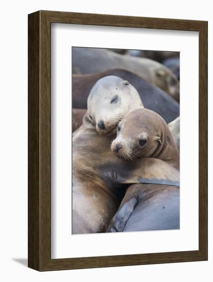 California sea lions two resting, Monterey Bay, California, USA-Suzi Eszterhas-Framed Photographic Print