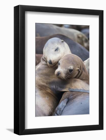 California sea lions two resting, Monterey Bay, California, USA-Suzi Eszterhas-Framed Photographic Print