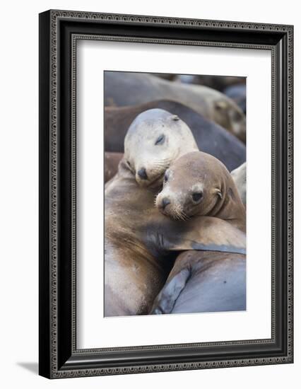 California sea lions two resting, Monterey Bay, California, USA-Suzi Eszterhas-Framed Photographic Print