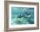 California Sea Lions (Zalophus Californianus), Playing Underwater at Los Islotes-Michael Nolan-Framed Photographic Print