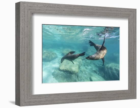 California Sea Lions (Zalophus Californianus), Playing Underwater at Los Islotes-Michael Nolan-Framed Photographic Print