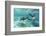 California Sea Lions (Zalophus Californianus), Playing Underwater at Los Islotes-Michael Nolan-Framed Photographic Print