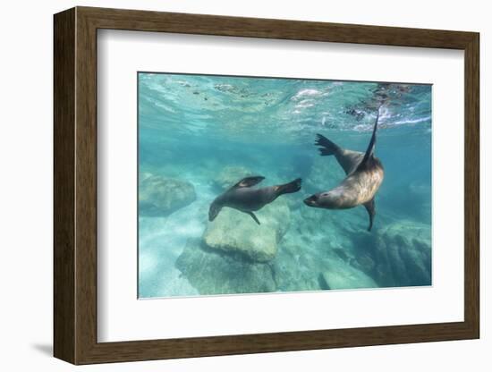 California Sea Lions (Zalophus Californianus), Playing Underwater at Los Islotes-Michael Nolan-Framed Photographic Print