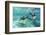 California Sea Lions (Zalophus Californianus), Playing Underwater at Los Islotes-Michael Nolan-Framed Photographic Print