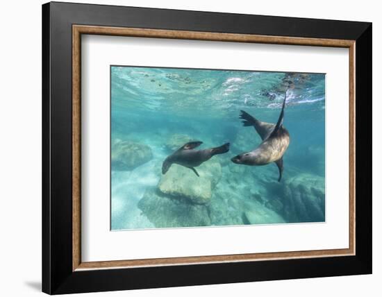 California Sea Lions (Zalophus Californianus), Playing Underwater at Los Islotes-Michael Nolan-Framed Photographic Print