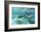 California Sea Lions (Zalophus Californianus), Playing Underwater at Los Islotes-Michael Nolan-Framed Photographic Print