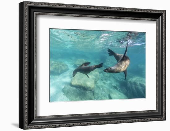 California Sea Lions (Zalophus Californianus), Playing Underwater at Los Islotes-Michael Nolan-Framed Photographic Print