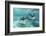 California Sea Lions (Zalophus Californianus), Playing Underwater at Los Islotes-Michael Nolan-Framed Photographic Print