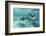 California Sea Lions (Zalophus Californianus), Playing Underwater at Los Islotes-Michael Nolan-Framed Photographic Print