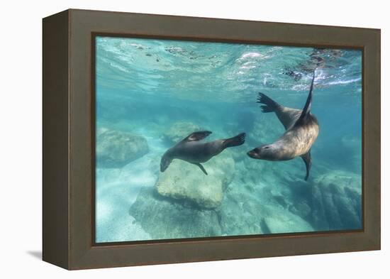 California Sea Lions (Zalophus Californianus), Playing Underwater at Los Islotes-Michael Nolan-Framed Premier Image Canvas