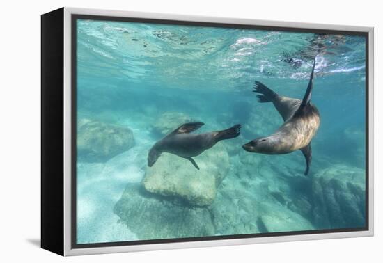 California Sea Lions (Zalophus Californianus), Playing Underwater at Los Islotes-Michael Nolan-Framed Premier Image Canvas