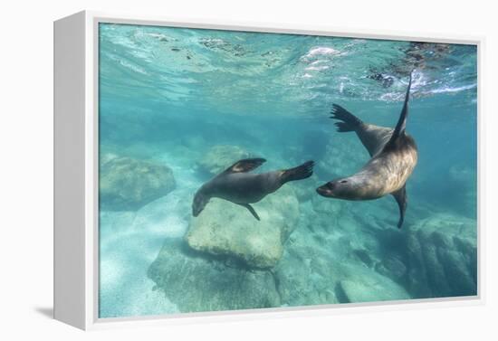 California Sea Lions (Zalophus Californianus), Playing Underwater at Los Islotes-Michael Nolan-Framed Premier Image Canvas