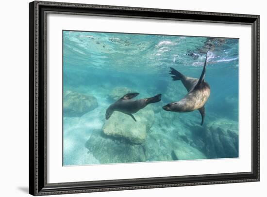 California Sea Lions (Zalophus Californianus), Playing Underwater at Los Islotes-Michael Nolan-Framed Photographic Print