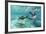 California Sea Lions (Zalophus Californianus), Playing Underwater at Los Islotes-Michael Nolan-Framed Photographic Print