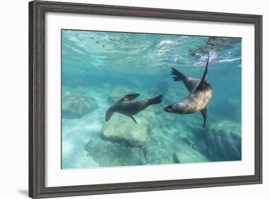 California Sea Lions (Zalophus Californianus), Playing Underwater at Los Islotes-Michael Nolan-Framed Photographic Print