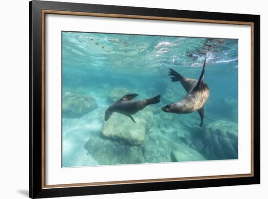 California Sea Lions (Zalophus Californianus), Playing Underwater at Los Islotes-Michael Nolan-Framed Photographic Print